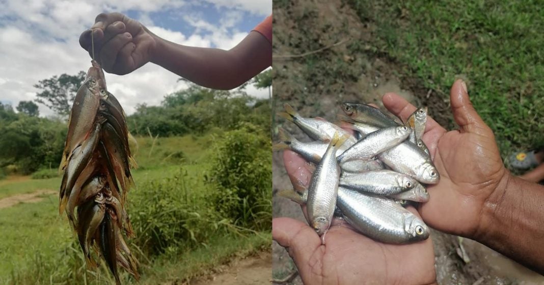 Una bendición&quot;: pobladores de Yoro reportan otra lluvia de peces