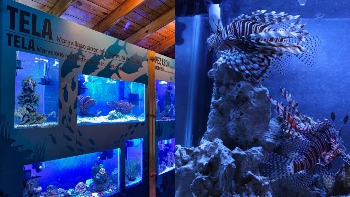 Acuario Tela Marine Abre De Nuevo Con Mejoradas Instalaciones