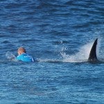 SAFRICA-AUSTRALIA-SURF-ANIMAL