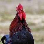 Estudio revela los secretos del canto del gallo en la mañana