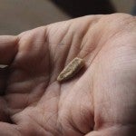 Hallazgo importante Hallan un diente humano de 560.000 años en Francia2