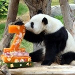 Jia Jia, la panda en cautividad más vieja con 37 años