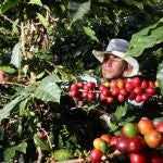 Mil-millones-de-dólares-en-divisas-dejaría-exportación-de-café-en-Honduras