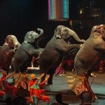 México prohíbe los animales en el circo ¿Qué pasará con ellos