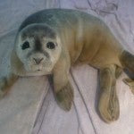 baby-seal-eyes