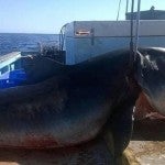 Atrapan al tiburón azul más grande de la historia