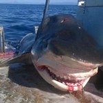 Atrapan al tiburón azul más grande de la historia2 (2)