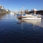Ballena perdida nada en un canal en pleno puerto de Buenos Aires