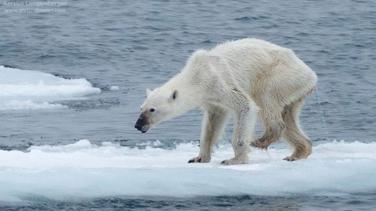 Facebook: Impactante imagen de una osa polar desnutrida en el Ártico