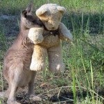La foto de un canguro huérfano abrazando a su oso de peluche emociona a millones