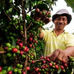 Cafetaleros de Centroamérica aprenden a convivir con el cambio climático