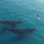 Dron captura espectaculares imágenes de un surfista de remo acompañado de ballenas