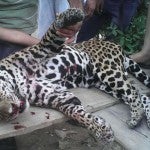 Honduras Pobladores matan a jaguar por venganza