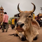 Linchado a muerte en India un musulmán acusado de comer carne de vaca (2)