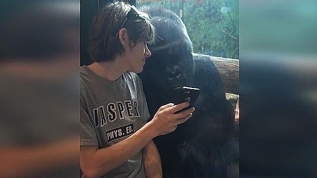 Youtube: Así reacciona un gorila al ver fotos de sus congéneres