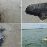 21 delfines, 11 tortugas y 4 lobos marinos aparecen muertos en México