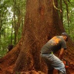 Honduras En peligro la biosfera del Río Plátano, la Amazonía de Centroamérica