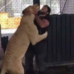 VIDEO El emotivo reencuentro de una leona con su cuidador