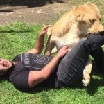 VIDEO El emotivo reencuentro de una leona con su cuidador2