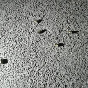 Los casquillos de bala evidencia para investigación