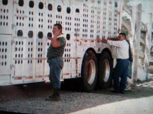 Supuesto personal de la OABI recibe instrucciones para trasladar 50 cabezas de ganado de Lima Corral, propiedad de la Familia Rosenthal Hidalgo.