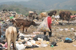 Entre vacas y zopilotes un adolescente carga en su espalda la bolsa donde ha depositado los botes plásticos.