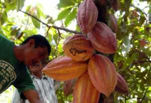 El cacao de Honduras es el mejor de Centro América 