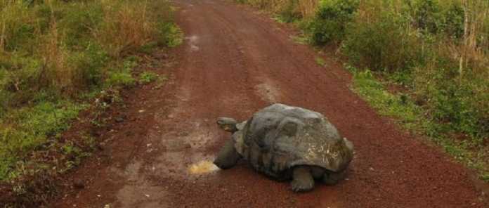 Diego, la tortuga que salvó del peligro de extinción