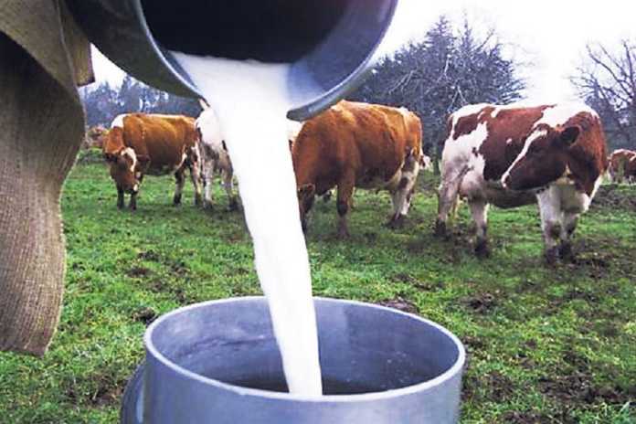 Honduras es el Tercer productor de leche en Centroamérica