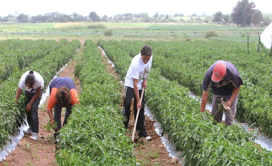 sector agrícola en Honduras