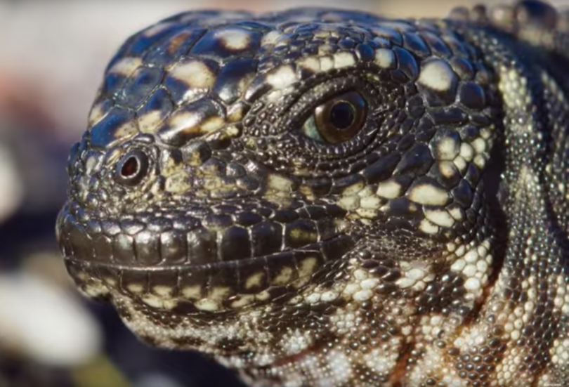 bbc iguana escaping lots of snakes