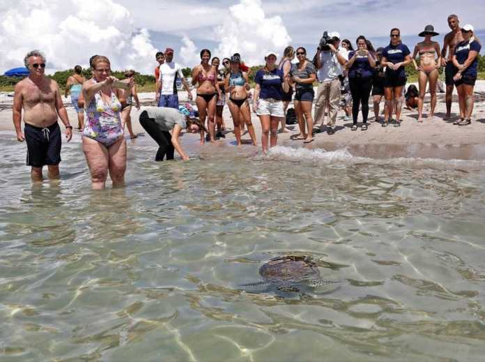tortuga marina en EEUU