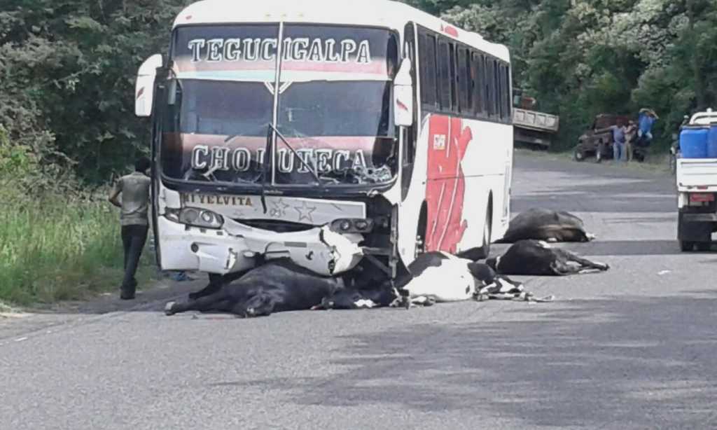 Autobús interurbano choca con reses y mata a siete de ellas en Choluteca
