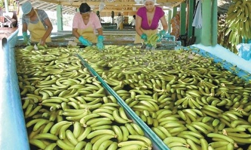 Más de 1% creció exportación de banano en Honduras