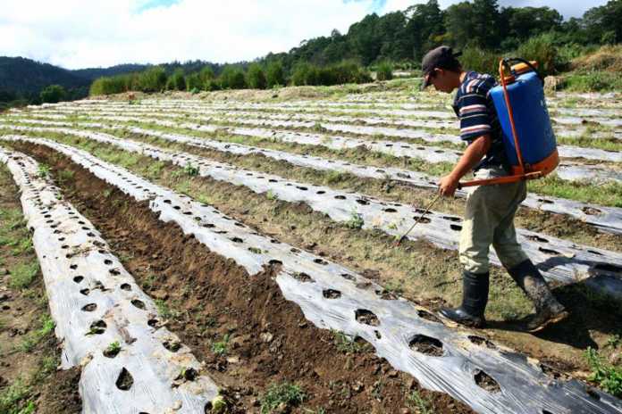 productores agrícolas en Honduras