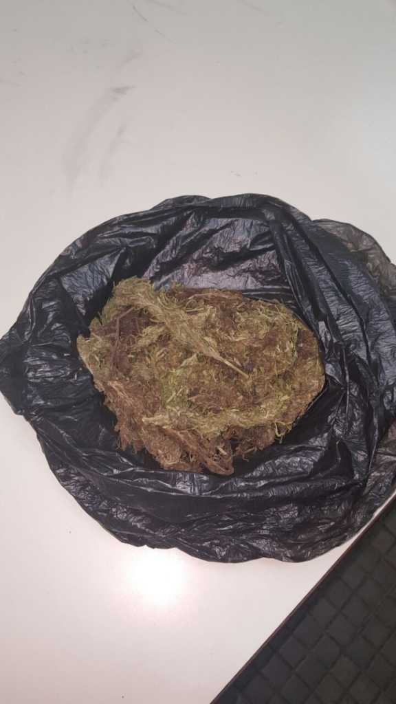 Al aprehendido se le encontró una bolsa plástica conteniendo supuesta droga (marihuana).