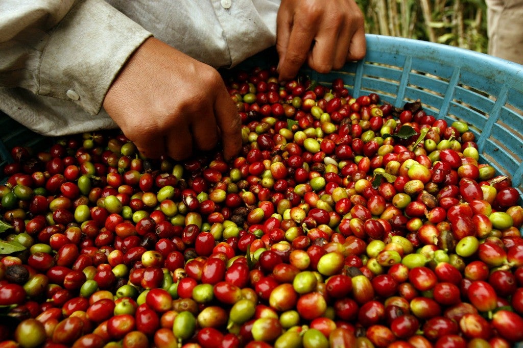 La producción de café