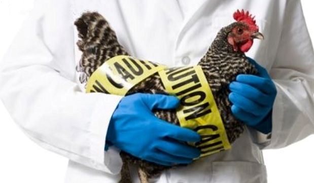 La gripe aviar