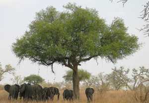 Elefantes tomando la sombra bajo unas acacias. 