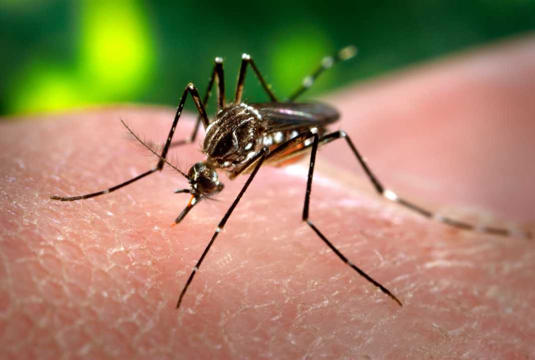dengue en Honduras
