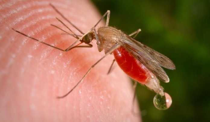 malaria en el HEU