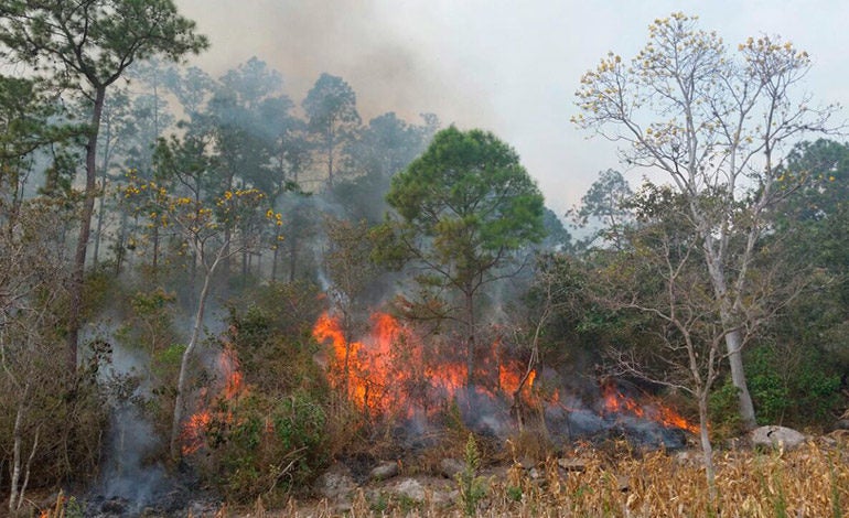 fuego a bosque en Ojojona