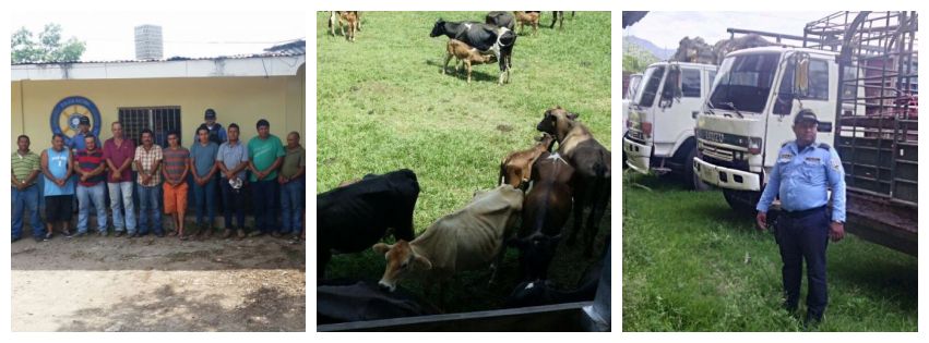 Varios detenidos tráfico de ganado en Olancho