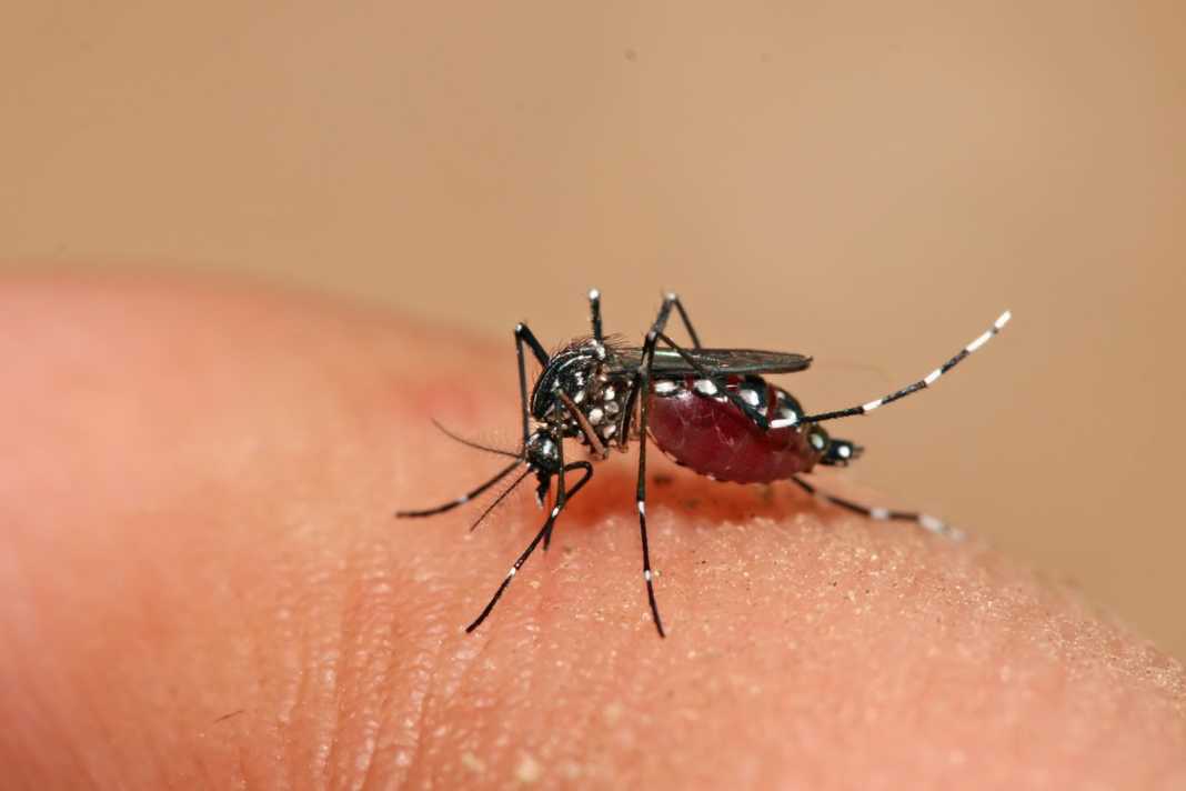 dengue en Honduras