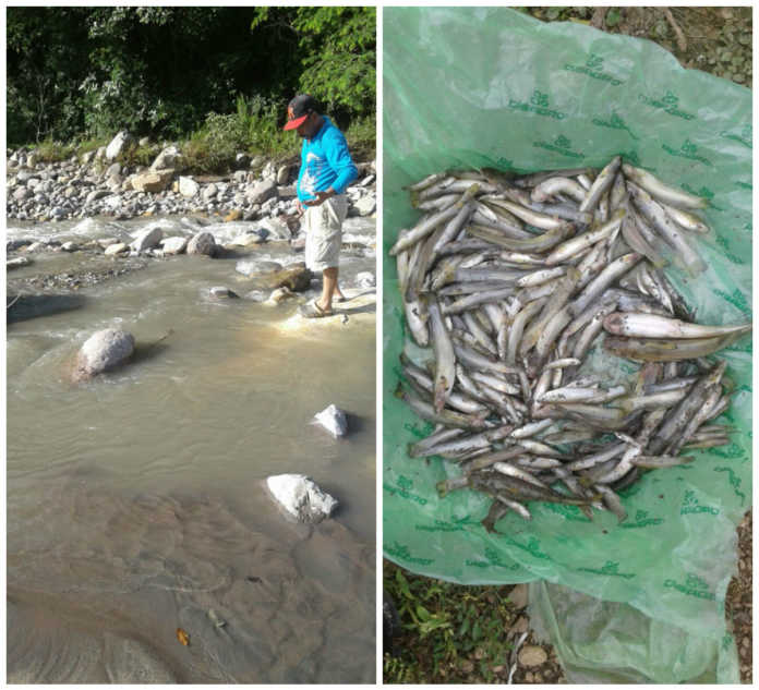peces muertos en Azacualpa