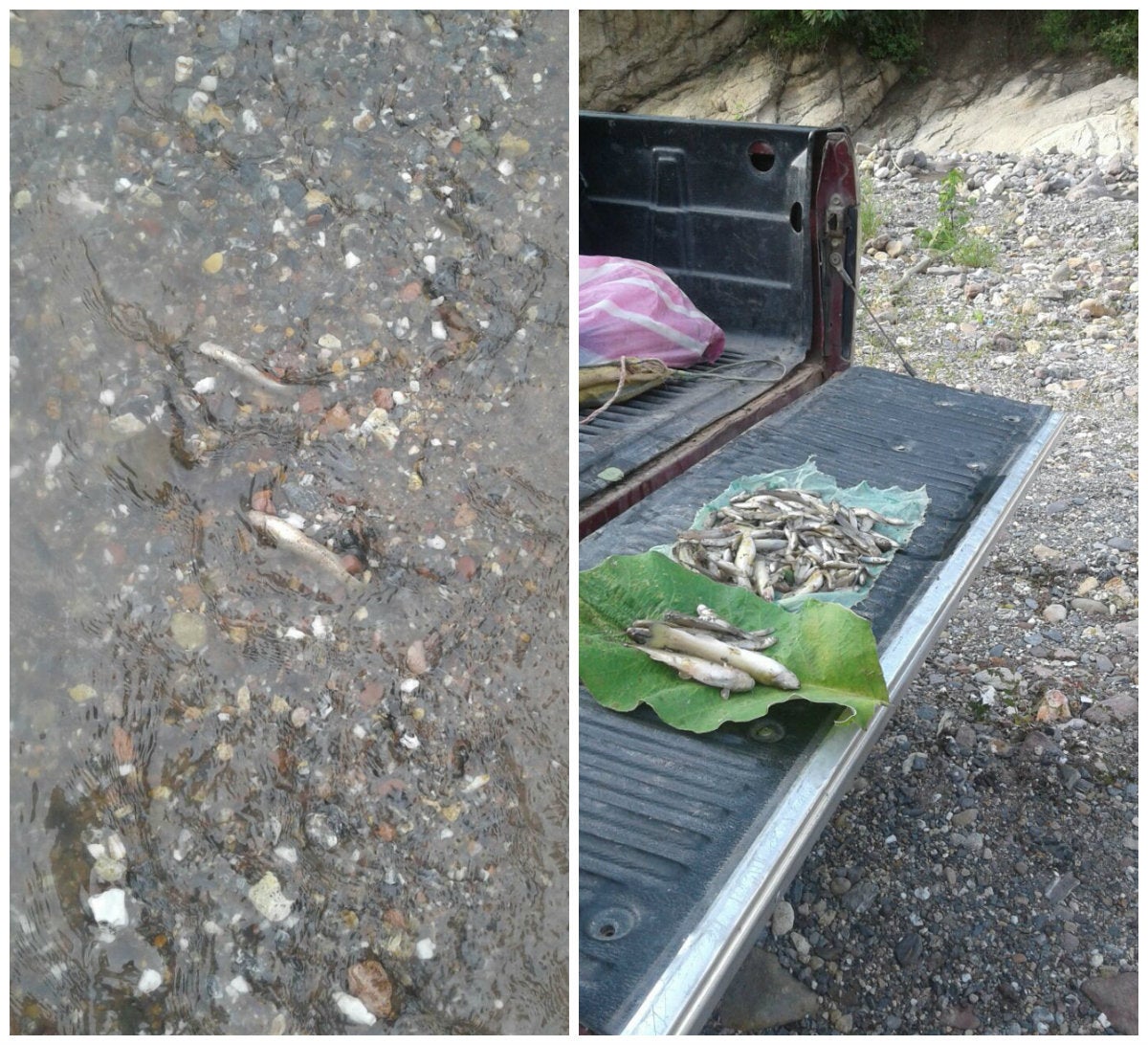 Peces muertos en río de Copán
