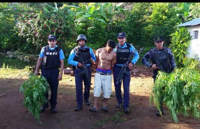 a253cc17-127b-4906-95e8-914e3ada2407 ciudadano con plantación de marihuana