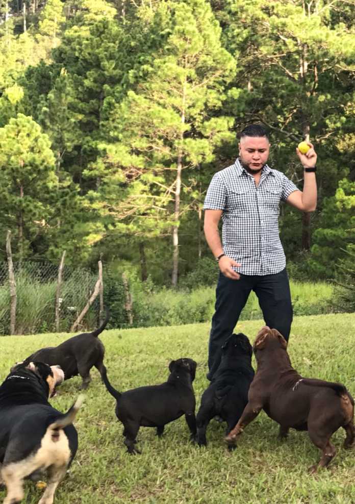 perros american bully en Honduras