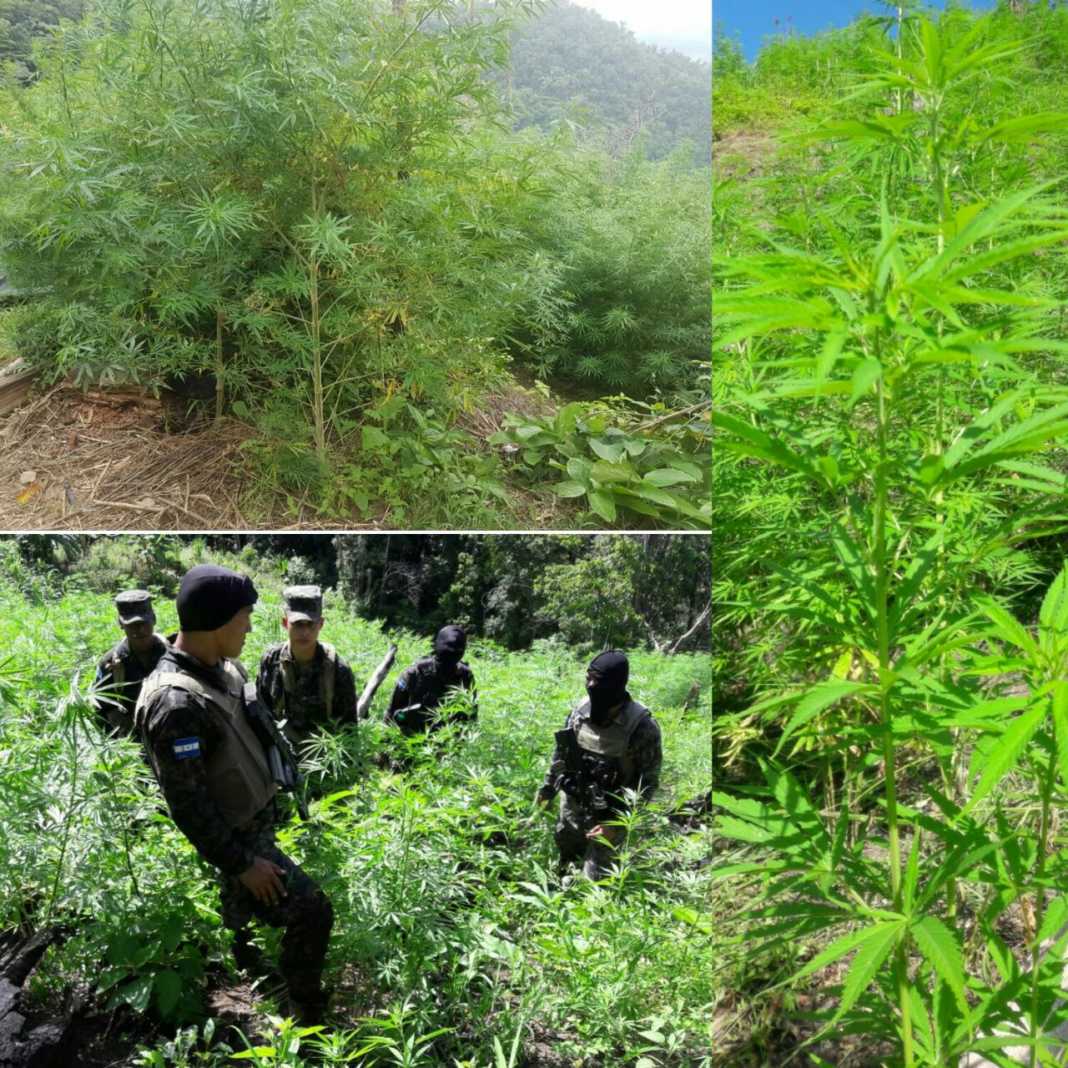 plantaciones de supuesta marihuana