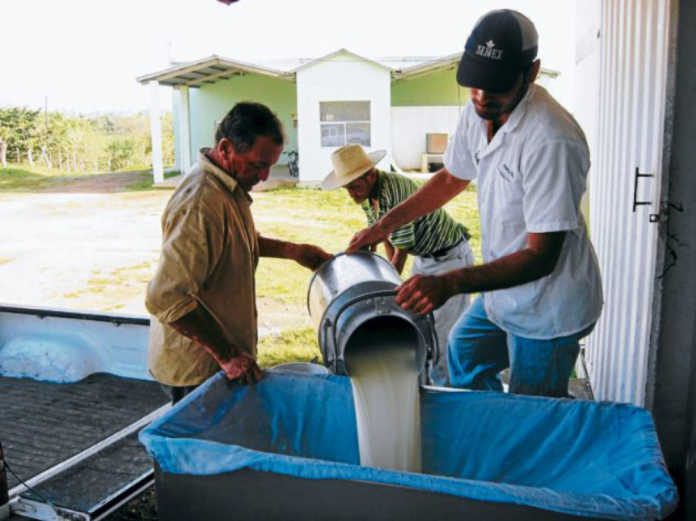 recolector de leche en Olancho
